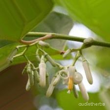 augmented_Alangium begoniaefolium flower2_0_9841.jpeg